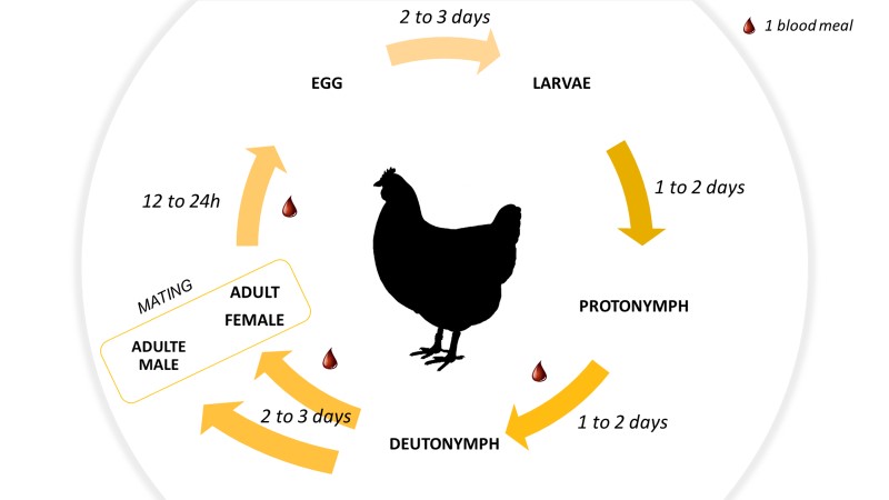 red mite cycle