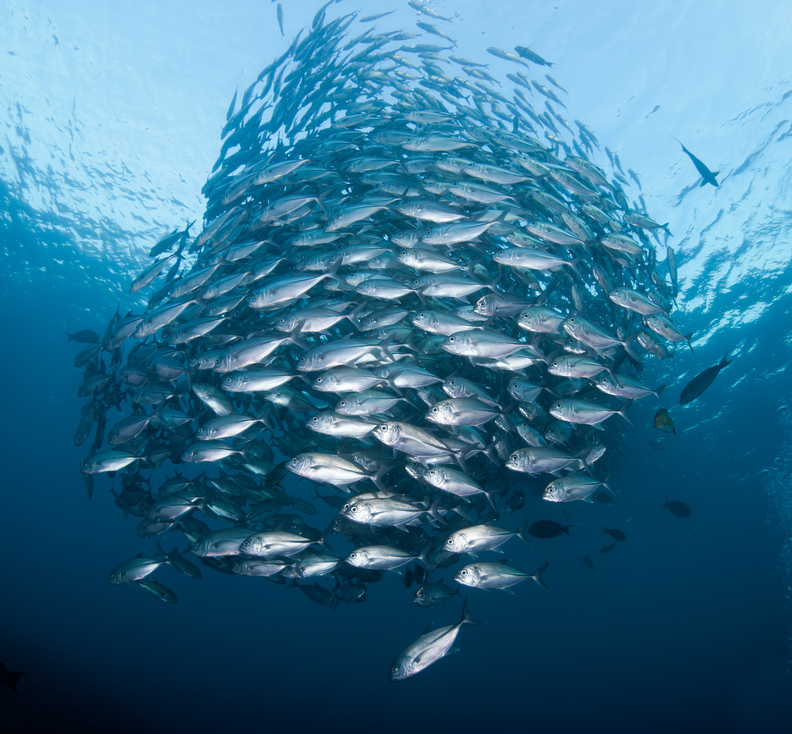 100 Foto Gratis Dari Sekolah Ikan